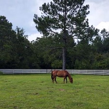 Horse Fence Build in Cantonment, FL 1