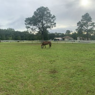 Horse Fence Build in Cantonment, FL 6